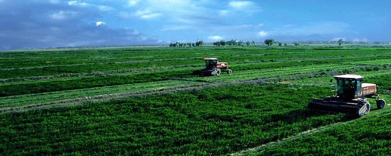 新疆的农业类型 新疆的农业类型主要是