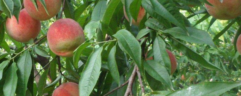 酵素对果树灌根的作用 酵素在果树上的使用方法