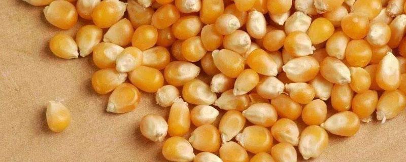 玉米种子包衣剂的成分（玉米种子种衣剂成分）