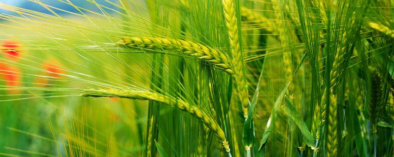 小麦拔节期一般几个叶 小麦拔节期多长时间