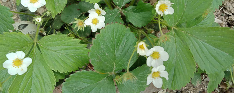 草莓苗第一朵花为什么要掐掉（草莓第一茬花要掐掉吗）