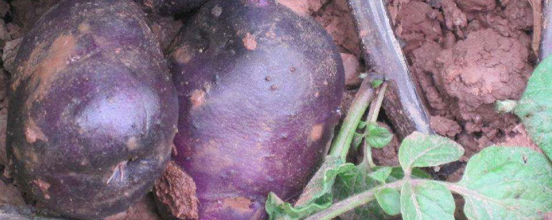 黑土豆适合哪里种植（黑土豆适合什么样的土壤种植）