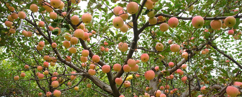 果树甜蜜素的使用方法 甜蜜素在水果树上什么时候用