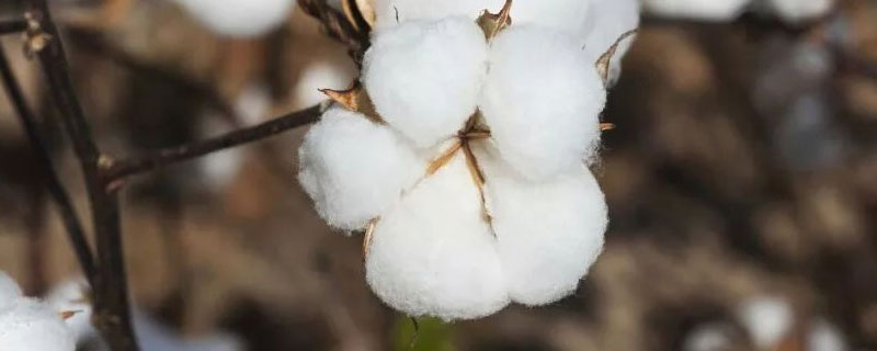 中亚地区发展棉花种植的限制因素 中亚种植棉花的限制性因素
