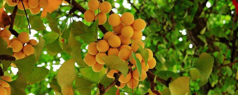 银杏树果子可以育苗吗