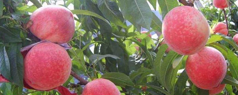 水蜜桃嫁接到毛桃长出来的是什么 水蜜桃嫁接到毛桃长出来的是什么颜色