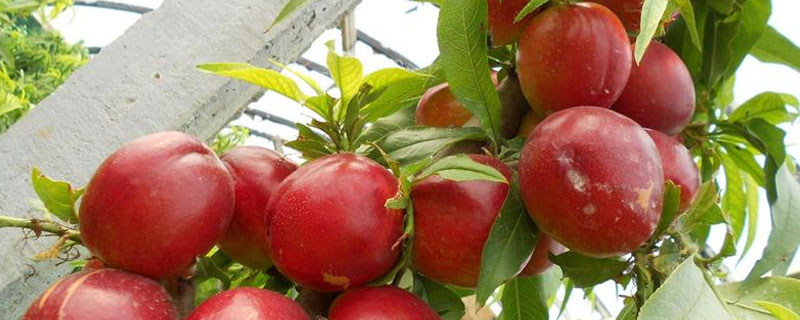 植物调节剂在大棚油桃上应用技术 植物调节剂在大棚油桃上应用技术有哪些