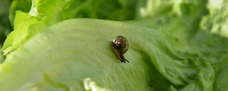 农作物叶子上长了蜗牛怎么办（菜叶上长蜗牛怎么办）