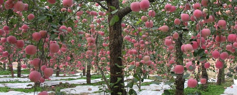 果树能嫁接月季花吗（苹果树可以嫁接月季花吗）
