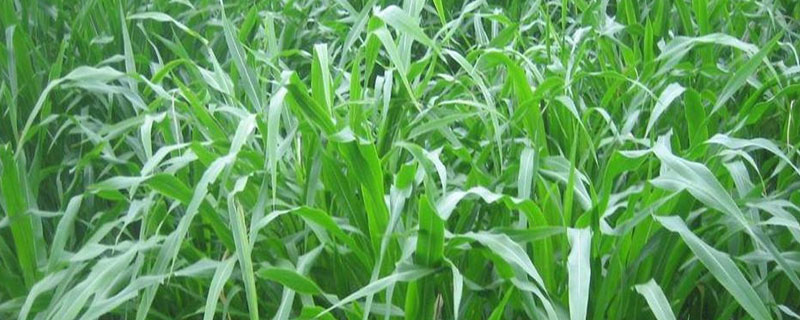 苏丹草每亩要多少种子 苏丹草一亩地能产多少斤