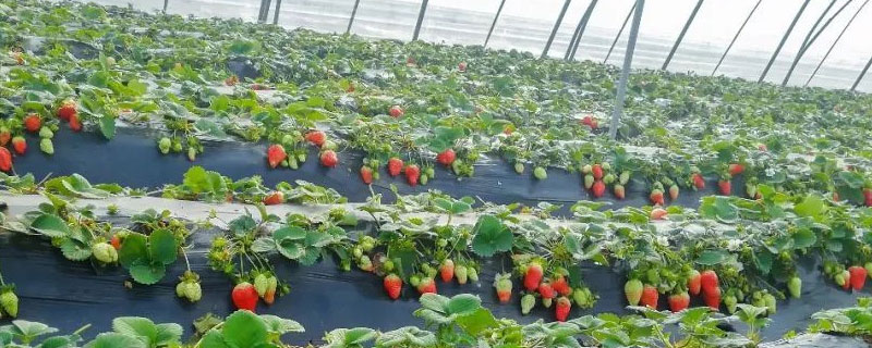 草莓大棚一亩地产量多少 草莓大棚产量是多少