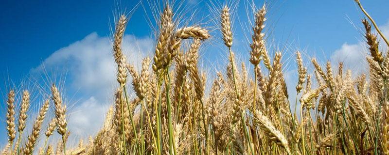 小麦追肥尿素每亩多少斤（小麦每亩施尿素多少公斤）