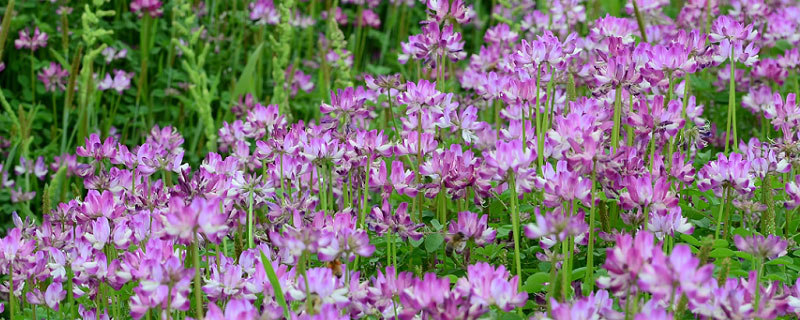 紫云英和红花草的区别 红花草也叫紫云英是一种绿肥