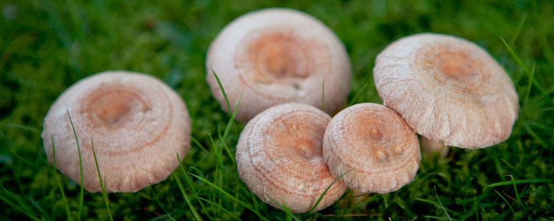 蘑菇从哪里长出来 蘑菇是咋长出来的