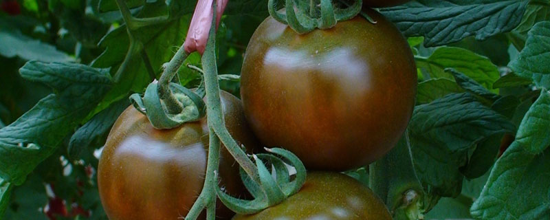 黑番茄种子哪里有售 黑茄子种子