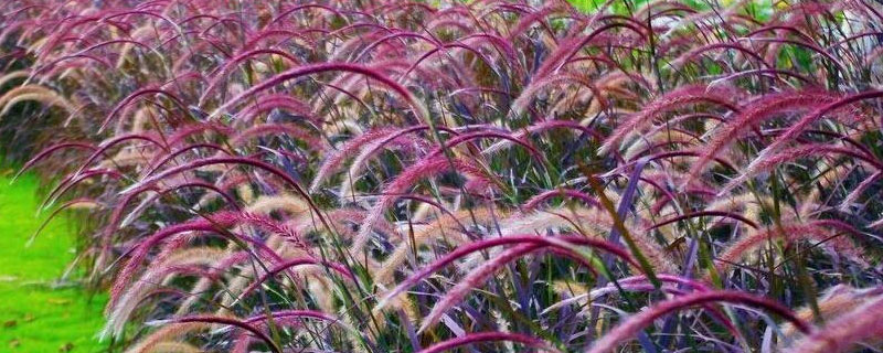 狼尾草会变紫还是有几种色彩 狼尾草的颜色