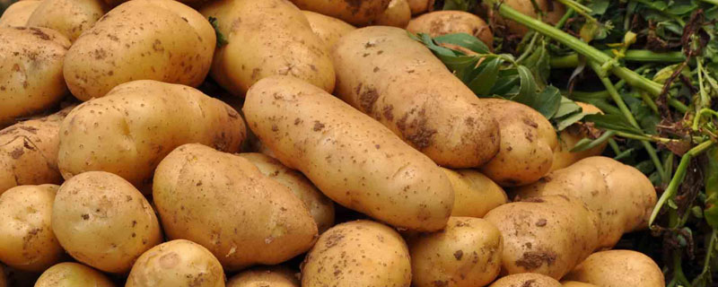 马铃薯埋在土里能过冬吗 马铃薯可以直接种到土里吗?