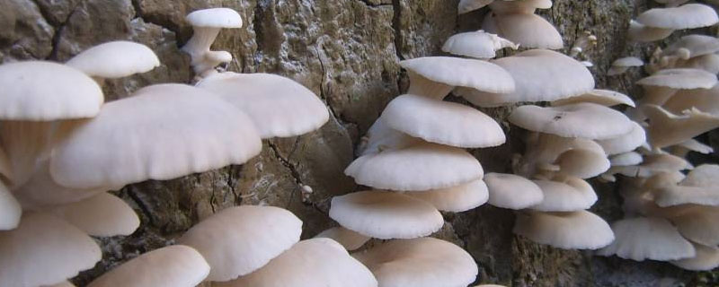平菇菌包制作配方 平菇菌包的制作