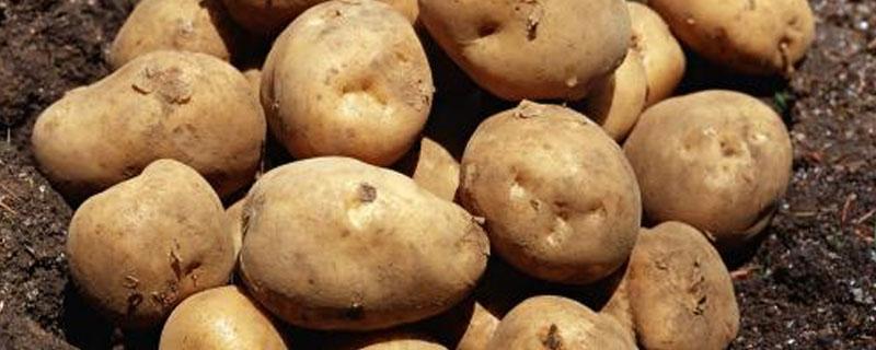 马铃薯无氧呼吸产物为什么是乳酸 马铃薯无氧呼吸产生的乳酸由什么转化而来