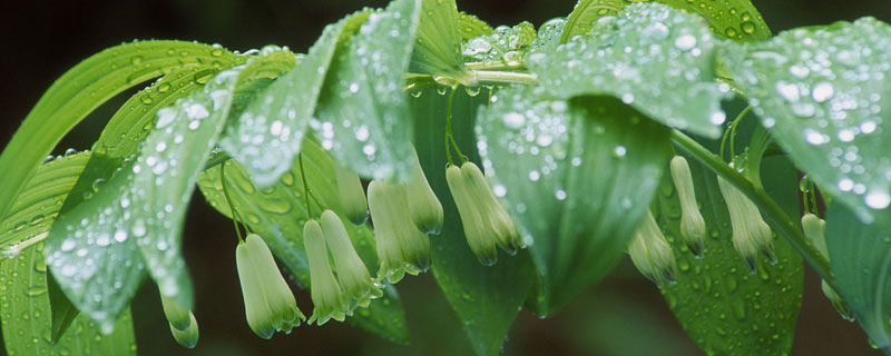 黄精开花季节