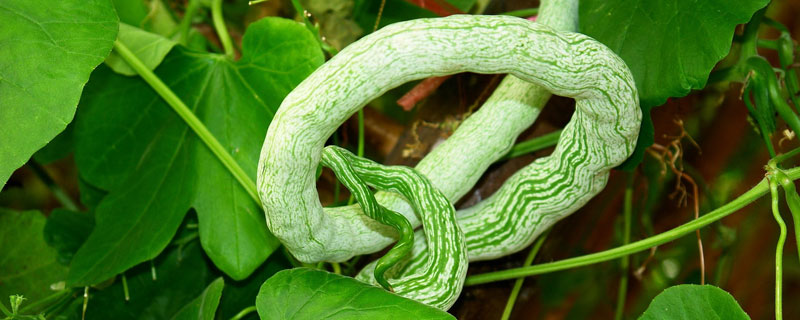 蛇瓜什么时候成熟 蛇瓜几月份成熟