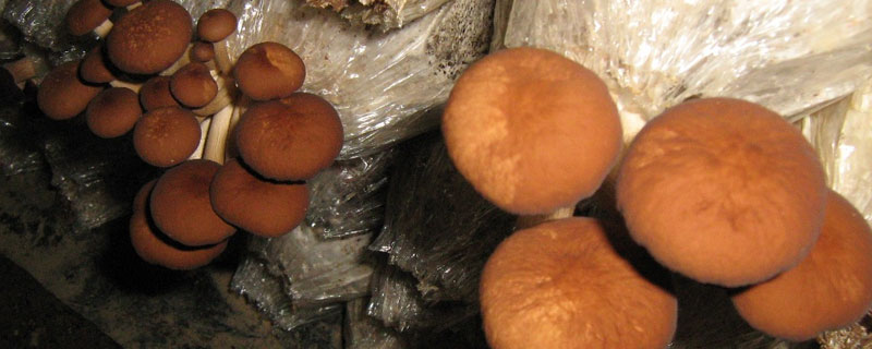 茶树菇在哪买 茶树菇的菌种在哪里买