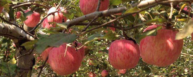 国内选育的苹果新品种 中国培育的苹果品种