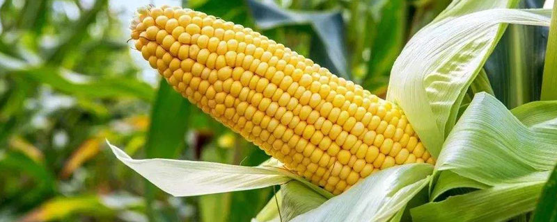 农大1602玉米种特征特性