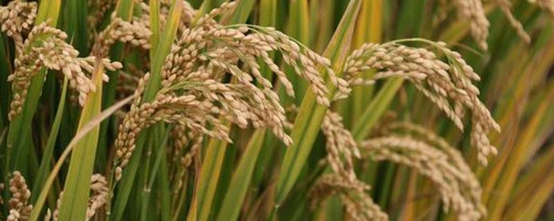 南方杂交水稻与东北水稻的差异有（南方杂交水稻与东北水稻的差异有哪些）