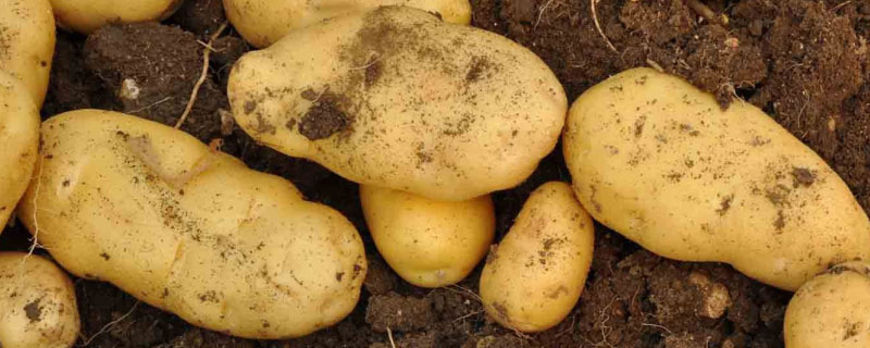土豆从种植到收获需要多长时间 土豆从种植到收获需要多长时间才能收获