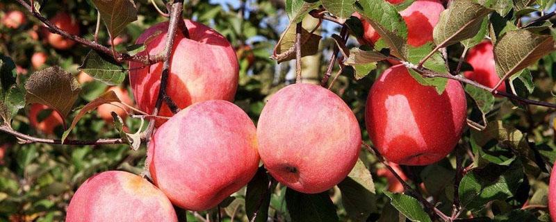 苹果树落叶晚应影响二年结果吗 苹果树落叶严重苹果还会长吗