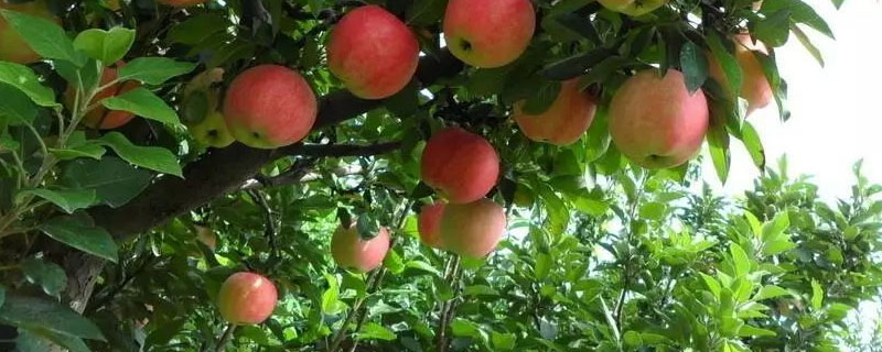 苹果树旁边种什么比较好 苹果树合适什么地方生长