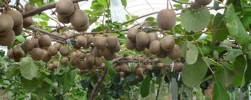 猕猴桃几月成熟 蒲江猕猴桃几月成熟