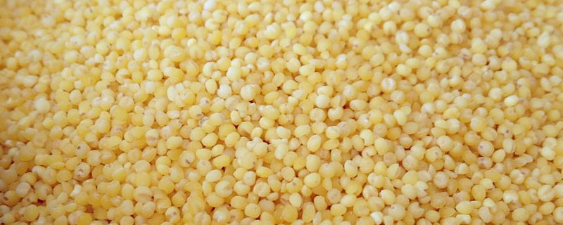 大金苗小米和普通小米区别 大金苗小米和黄小米区别