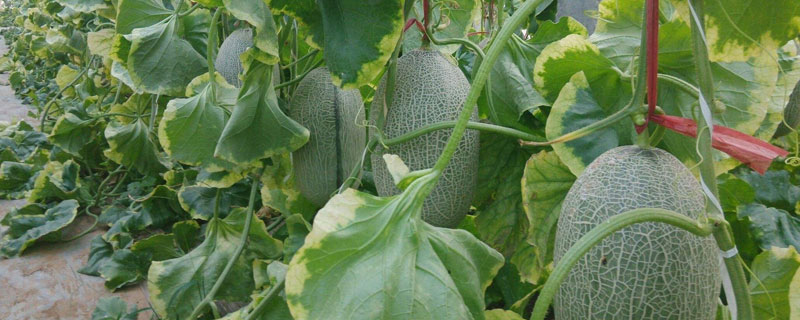 哈密瓜从种植到成熟要几个月（哈密瓜种植多久结果）