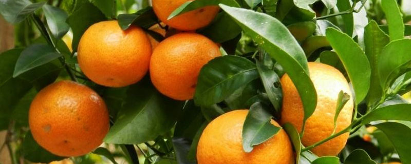 柑桔施肥时间 柑橘冬季施肥是什么时间
