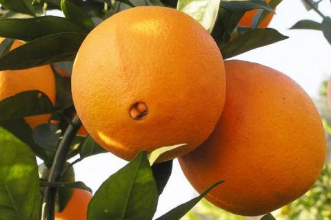 脐橙和褚橙的区别