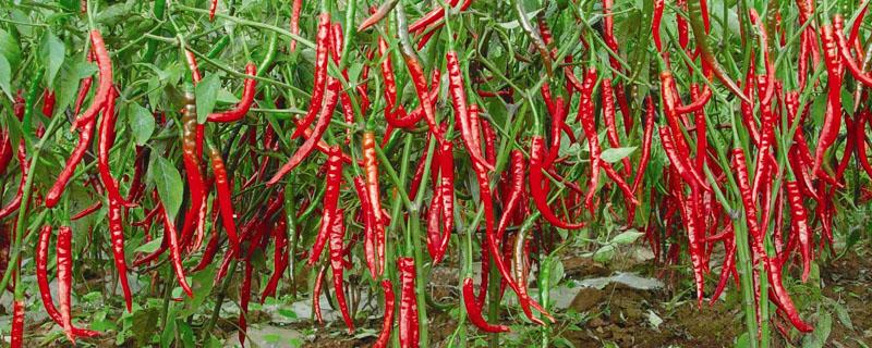 辣椒在植物分类中属于哪一类