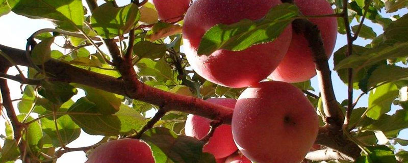 苹果树从春天到秋天结果的过程 苹果树从春天到秋天结果的过程视频