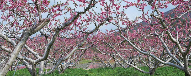 桃树的花是什么颜色