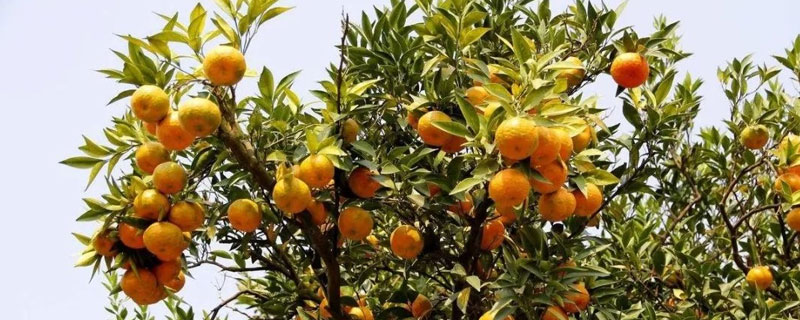 柑桔叶片青苔怎么清除 柑橘树的青苔用什么药清除