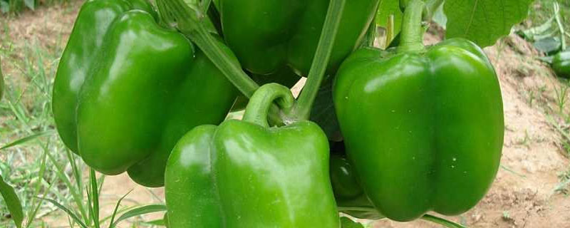 灯笼椒亩产量多少斤干辣椒 灯笼椒的亩产量