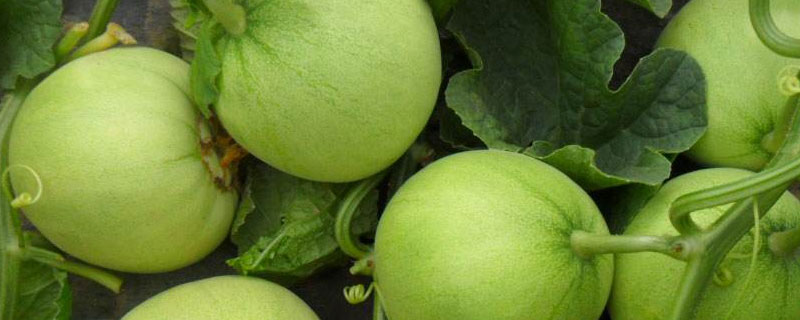 香瓜的种植与管理技术