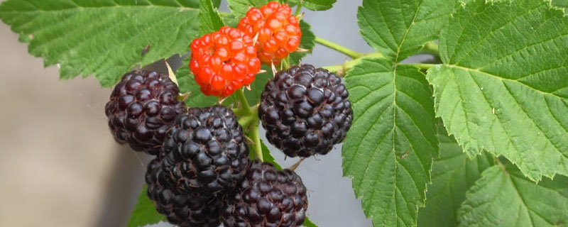 黑莓和桑葚的区别（黑莓等于桑葚吗）