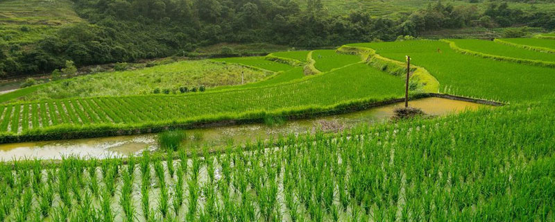 基本农田可以种果树吗（永久基本农田可以种果树吗）