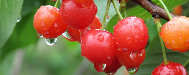 樱桃种植条件和区域 美早樱桃种植条件和区域