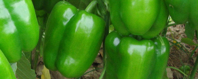 甜椒亩产量一般多少斤 亩产2万斤的甜椒品种
