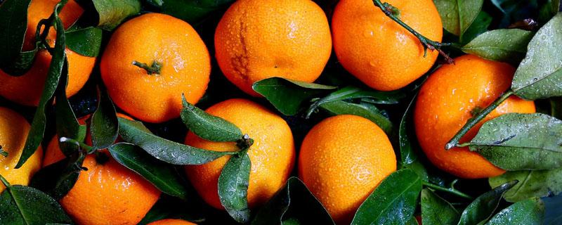 脐橙可以放冰箱保鲜吗 脐橙放冰箱能保存多久