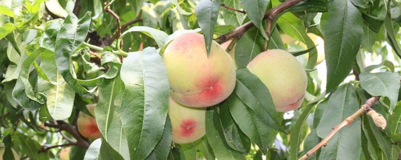 桃树需冷量不足的表现 需冷量低的桃树品种