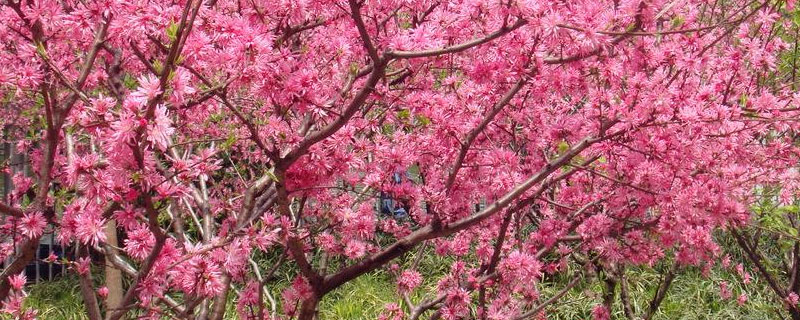 桃树花芽分化时间